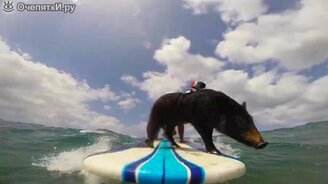 Поросёнок-сёрфер - смотреть видео (3:07)