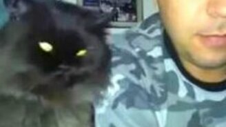 Демонический кот ласкается - смотреть видео (0:54)