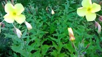 Как распускается ночная красавица - смотреть видео (3:24)