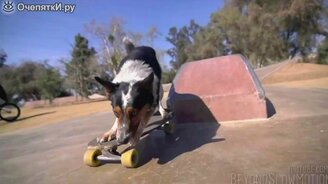 Собака-паркурщик - смотреть видео (3:41)