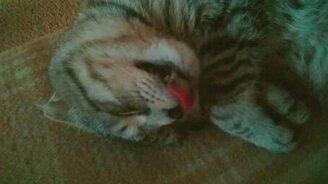 Кот, который кушает во сне - смотреть видео (0:57)