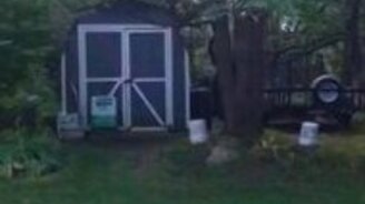 Дикий медведь на задних лапах - смотреть видео (1:38)