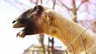 Козы и бараны пародируют людей - смотреть видео (2:31)