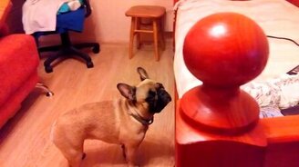 Реакция собаки на свою же реакцию - смотреть видео (1:27)