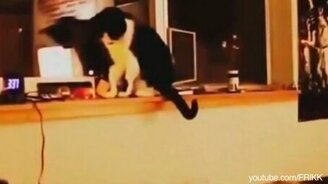 Коты наводят порядок - смотреть видео (2:33)