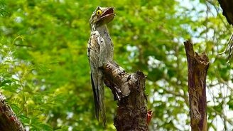 Вот так козодой! - смотреть видео (3:10)