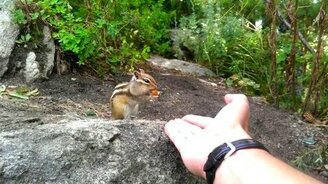 Отважный бурундук - смотреть видео (0:46)