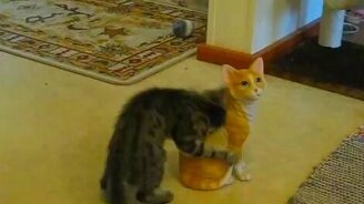 Котёнок играет со стауэткой кота - смотреть видео (1:02)