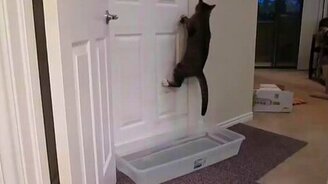 Кот, которому все двери покорны - смотреть видео (0:38)