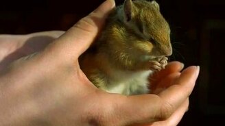 Бурундучок умывается - смотреть видео (0:39)