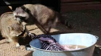 Еноты, занятые стиркой - смотреть видео (1:42)