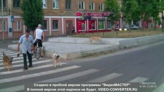 Великодушный пешеход - смотреть видео (0:18)