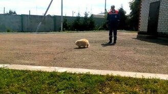 Пёс обозлился на свой хвост - смотреть видео (0:47)