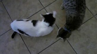 Это моя банка! - смотреть видео (1:23)