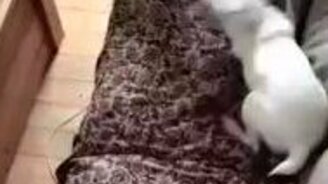 Пёс встречает котёнка - смотреть видео (0:15)