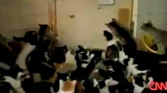 Хардкор по-кошачьи - смотреть видео (0:35)