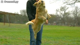 Собака в замедленной съёмке - смотреть видео (3:37)