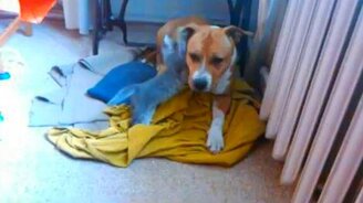 Котёнок и собачьк ухо - смотреть видео (0:36)