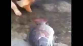 Пёс пытается спасти рыбу - смотреть видео (1:03)