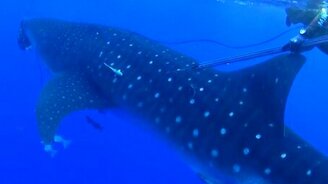 Китовая акула напугала дайверов - смотреть видео (0:47)