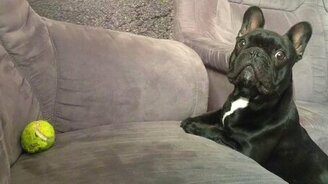 Курьёз бульдожика - смотреть видео (1:08)