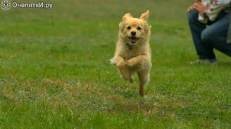 Собака в прыжке и во время бега - замедление - смотреть видео (3:24)