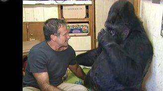 Робин Уильямс и горилла - смотреть видео (3:56)