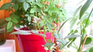 Как растёт бутон розы - смотреть видео (0:48)