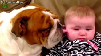 Детишки и бульдоги - смотреть видео (4:16)