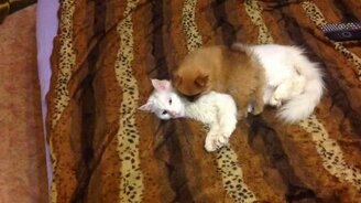 Смешной щенок и терпеливый кот - смотреть видео (0:50)