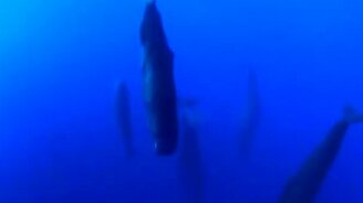 Как спят кашалоты - смотреть видео (0:44)