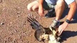 Спасли ястреба от змеи - смотреть видео (3:07)