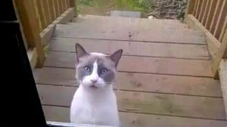 Говорящий кошак - смотреть видео (0:40)