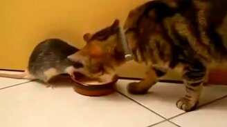 Настойчивая крыса и добрый котяра - смотреть видео (0:39)