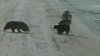 Скунс против барсука - смотреть видео (1:07)