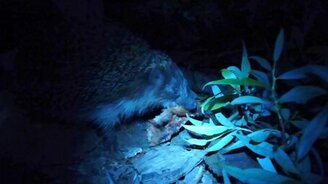 Ёжик ест шашлык - смотреть видео (2:01)