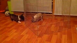 Щенок против кролика - смотреть видео (1:19)