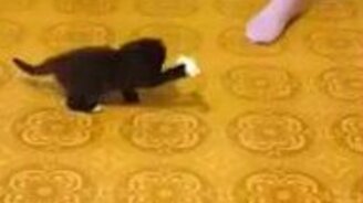 Милейший чёрный котёнок - смотреть видео (0:54)