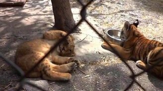 Кто круче - лев или тигр? - смотреть видео (1:10)