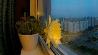 Как цветёт кактус - смотреть видео (0:10)