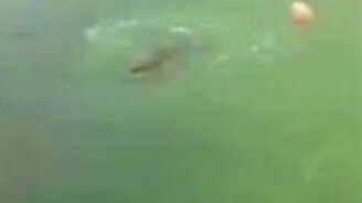 Уплыл от крокодила - смотреть видео (0:40)