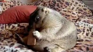 Домашний сурок ест печенюшку - смотреть видео (1:05)