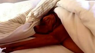 Реакция собаки на будильник - смотреть видео (1:46)