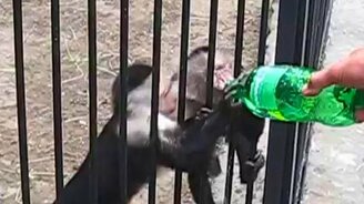 Обезьянки пробуют газировку - смотреть видео (0:18)