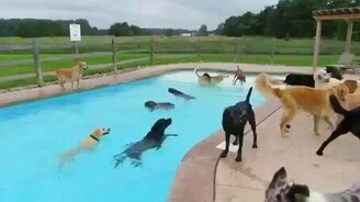 Собачья тусовка у бассейна - смотреть видео (2:12)