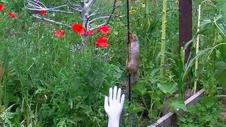 Белка против вазелина - смотреть видео (3:00)