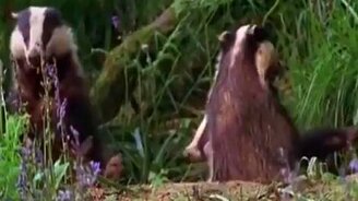 Отличная озвучка живой природы - смотреть видео (2:20)