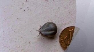 Клещ обожрался - смотреть видео (0:55)