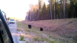 Медвежата-попрошайки - смотреть видео (1:57)