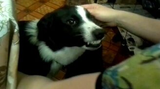 Умилительный пёс - смотреть видео (3:52)